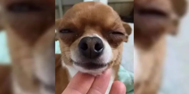 Indignación y repudio: detuvieron a una joven por drogar a su perro con marihuana y filmarse para las redes