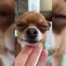 Indignación y repudio: detuvieron a una joven por drogar a su perro con marihuana y filmarse para las redes