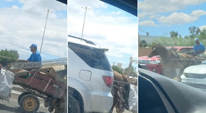 La tracción a sangre no cede en las calles sanjuaninas y expone la distancia entre las leyes y los controles reales