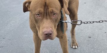 Rescatan a un hombre y a un perro que habían caídos a un canal en Chimbas