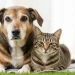 Revolución pet friendly en Buenos Aires: impulsan DNI para perros y gatos, viajes en colectivos y cementerio público en Chacarita