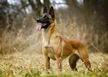 «No es un perro, es una máquina»: la advertencia de un veterinario experto sobre el pastor belga malinois