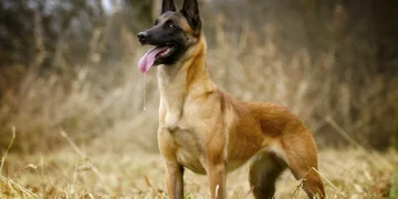 «No es un perro, es una máquina»: la advertencia de un veterinario experto sobre el pastor belga malinois