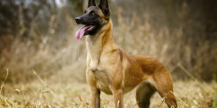 «No es un perro, es una máquina»: la advertencia de un veterinario experto sobre el pastor belga malinois