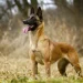 «No es un perro, es una máquina»: la advertencia de un veterinario experto sobre el pastor belga malinois