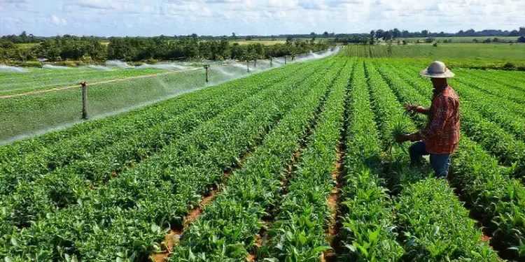 Revés para el DNU de Milei: la Corte Suprema suspendió la derogación de la Ley de Tierras y restableció los límites a extranjeros