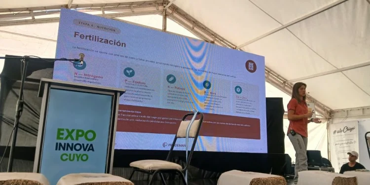 El auge del pistacho en San Juan: las cuatro claves técnicas y financieras que definen a un cultivo en plena expansión