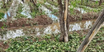 Alerta en el campo sanjuanino: el INTA advierte por la proliferación de plagas y enfermedades fúngicas ante el avance de las condiciones de El Niño