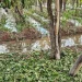 Alerta en el campo sanjuanino: el INTA advierte por la proliferación de plagas y enfermedades fúngicas ante el avance de las condiciones de El Niño