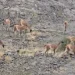 Efecto de las nevadas tardías: manadas de guanacos descendieron hasta las inmediaciones del dique Punta Negra en busca de alimento