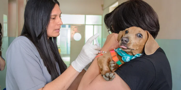 Recomendaciones de Ambiente tras las lluvias en San Juan: cómo cuidar a las mascotas y prevenir accidentes con animales ponzoñosos