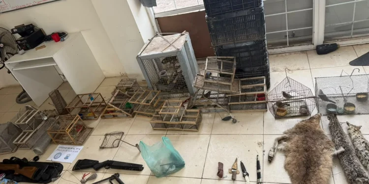 Golpe a la caza furtiva en Sarmiento: secuestraron pieles de puma y zorro, aves autóctonas, armas y detuvieron a dos personas
