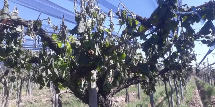 Alerta en el campo sanjuanino por heladas tardías: se presentaron 1.374 denuncias por más de 20.000 hectáreas afectadas