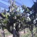 Alerta en el campo sanjuanino por heladas tardías: se presentaron 1.374 denuncias por más de 20.000 hectáreas afectadas