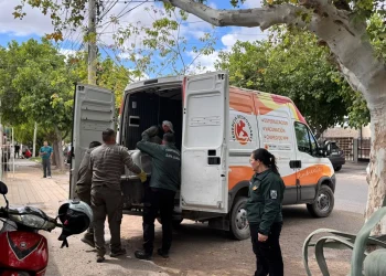 Final feliz en Capital: rescataron a cuatro perros que sobrevivieron casi tres meses abandonados en una casa de calle Caseros
