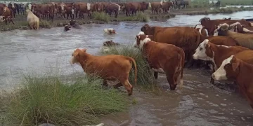 Impacto de El Niño en Argentina: alertas por tormentas, lluvias y marcado descenso térmico en varias provincias