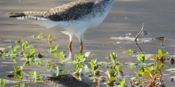 El Festival de las Aves ya tiene a sus ganadores del concurso fotográfico en el Parque Presidente Sarmiento