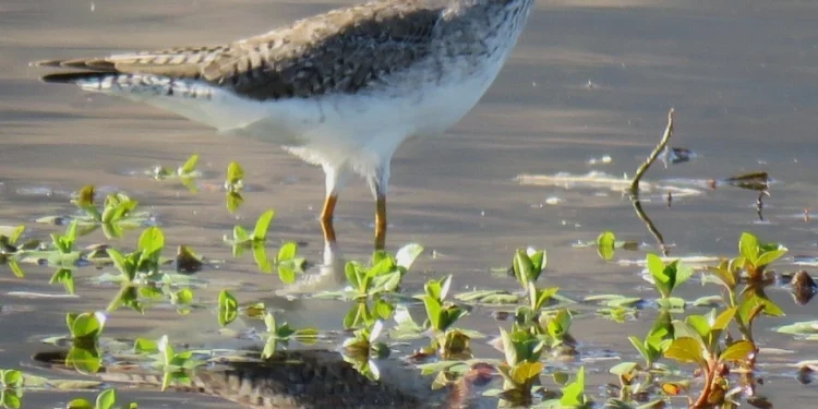 El Festival de las Aves ya tiene a sus ganadores del concurso fotográfico en el Parque Presidente Sarmiento