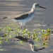 El Festival de las Aves ya tiene a sus ganadores del concurso fotográfico en el Parque Presidente Sarmiento