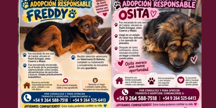 Final feliz con final abierto: buscan adopción urgente para los perritos que sobrevivieron tres meses abandonados en Capital