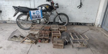 Golpe al tráfico de fauna y recuperación de rodado robado: allanaron una vivienda en Angaco, rescataron aves enjauladas y detuvieron a un sujeto