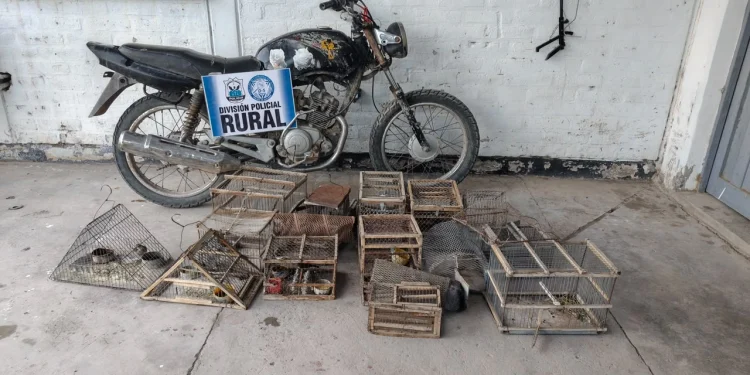 Golpe al tráfico de fauna y recuperación de rodado robado: allanaron una vivienda en Angaco, rescataron aves enjauladas y detuvieron a un sujeto
