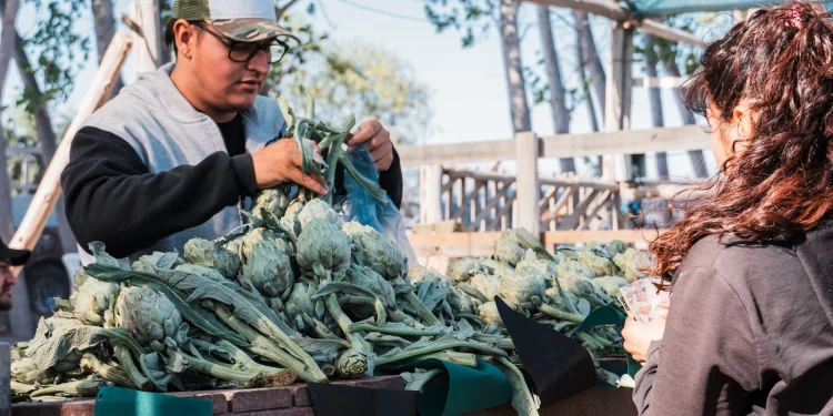 Fiesta del Espárrago y el Alcaucil en Médano de Oro: este domingo cocinarán el risotto más grande del mundo para 4.000 personas