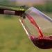 Impulso varietal: las exportaciones de vino sanjuanino crecieron 24,5% en septiembre y alcanzaron casi USD 1 millón en divisas