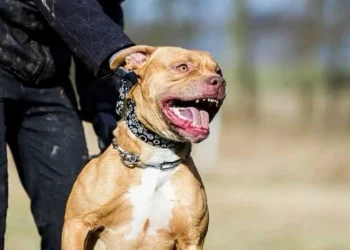 Tragedia en Moreno: un nene de 4 años murió tras ser atacado por un pitbull y su madrina quedó imputada por homicidio culposo