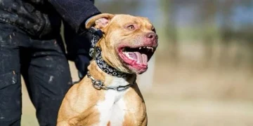 Tragedia en Moreno: un nene de 4 años murió tras ser atacado por un pitbull y su madrina quedó imputada por homicidio culposo