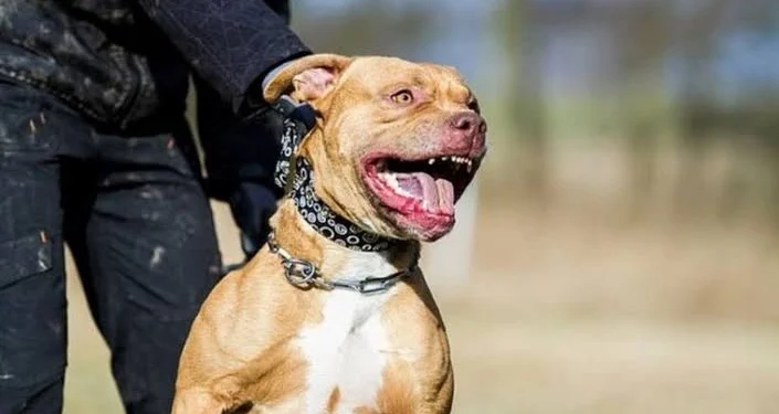 Tragedia en Moreno: un nene de 4 años murió tras ser atacado por un pitbull y su madrina quedó imputada por homicidio culposo
