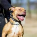 Tragedia en Moreno: un nene de 4 años murió tras ser atacado por un pitbull y su madrina quedó imputada por homicidio culposo