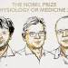 Nobel de Medicina 2026: galardonan a los pioneros de la optogenética por revolucionar el control de la actividad neuronal mediante la luz