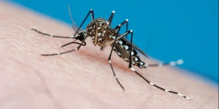Alerta por el “Súper Niño”: Salud pondrá el foco en el Gran San Juan y en tres departamentos alejados ante un posible brote de dengue, zika y chikungunya