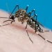 Alerta por el “Súper Niño”: Salud pondrá el foco en el Gran San Juan y en tres departamentos alejados ante un posible brote de dengue, zika y chikungunya