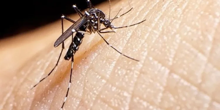 Prevención del dengue en San Juan: confirman que no hay casos registrados, pero intensifican controles domiciliarios por el calor y la humedad