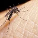 Prevención del dengue en San Juan: confirman que no hay casos registrados, pero intensifican controles domiciliarios por el calor y la humedad