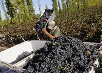 Alarma en la vitivinicultura de la región: bodegas registran demoras en el pago de sueldos y acumulan deudas millonarias de luz