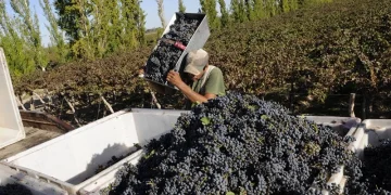 Alarma en la vitivinicultura de la región: bodegas registran demoras en el pago de sueldos y acumulan deudas millonarias de luz