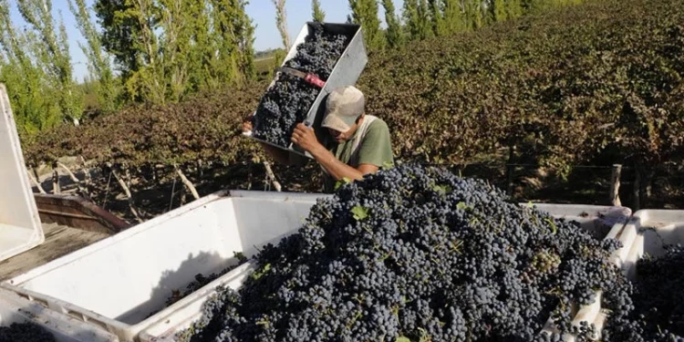Alarma en la vitivinicultura de la región: bodegas registran demoras en el pago de sueldos y acumulan deudas millonarias de luz